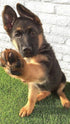 Reviewer